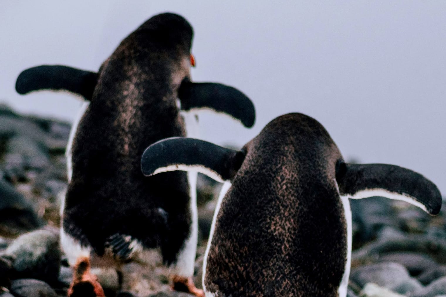 Die Reise das Pinguins zum Wasser