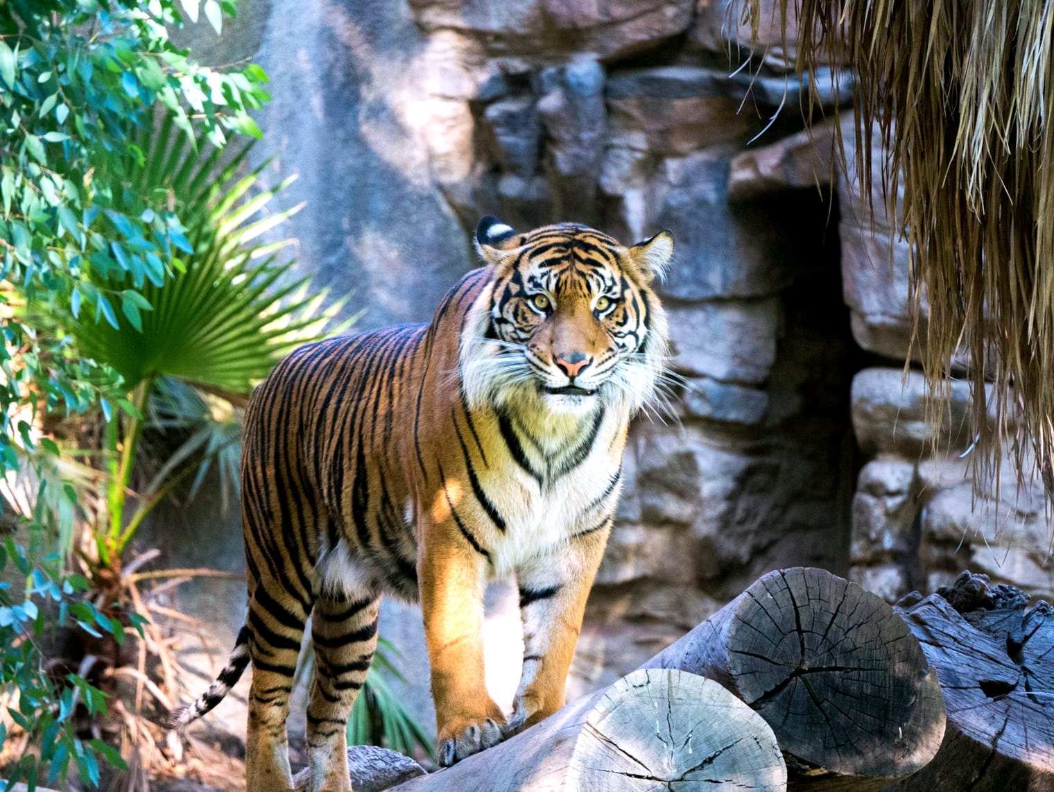 The Smile on the Face of the Tiger